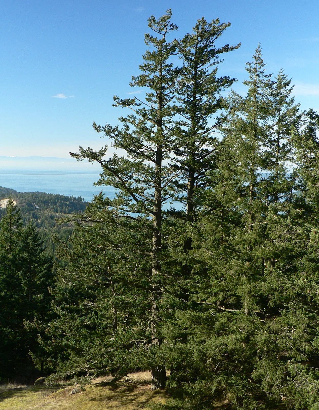 Douglas-fir
