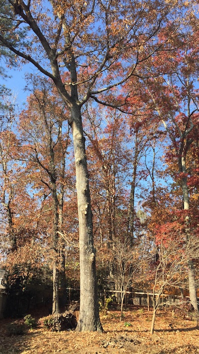 Oak